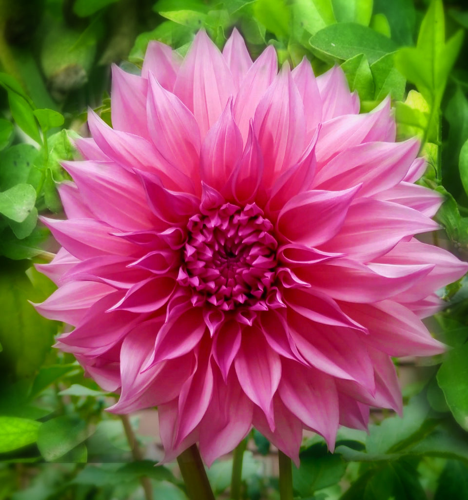 Café Au Lait Rose