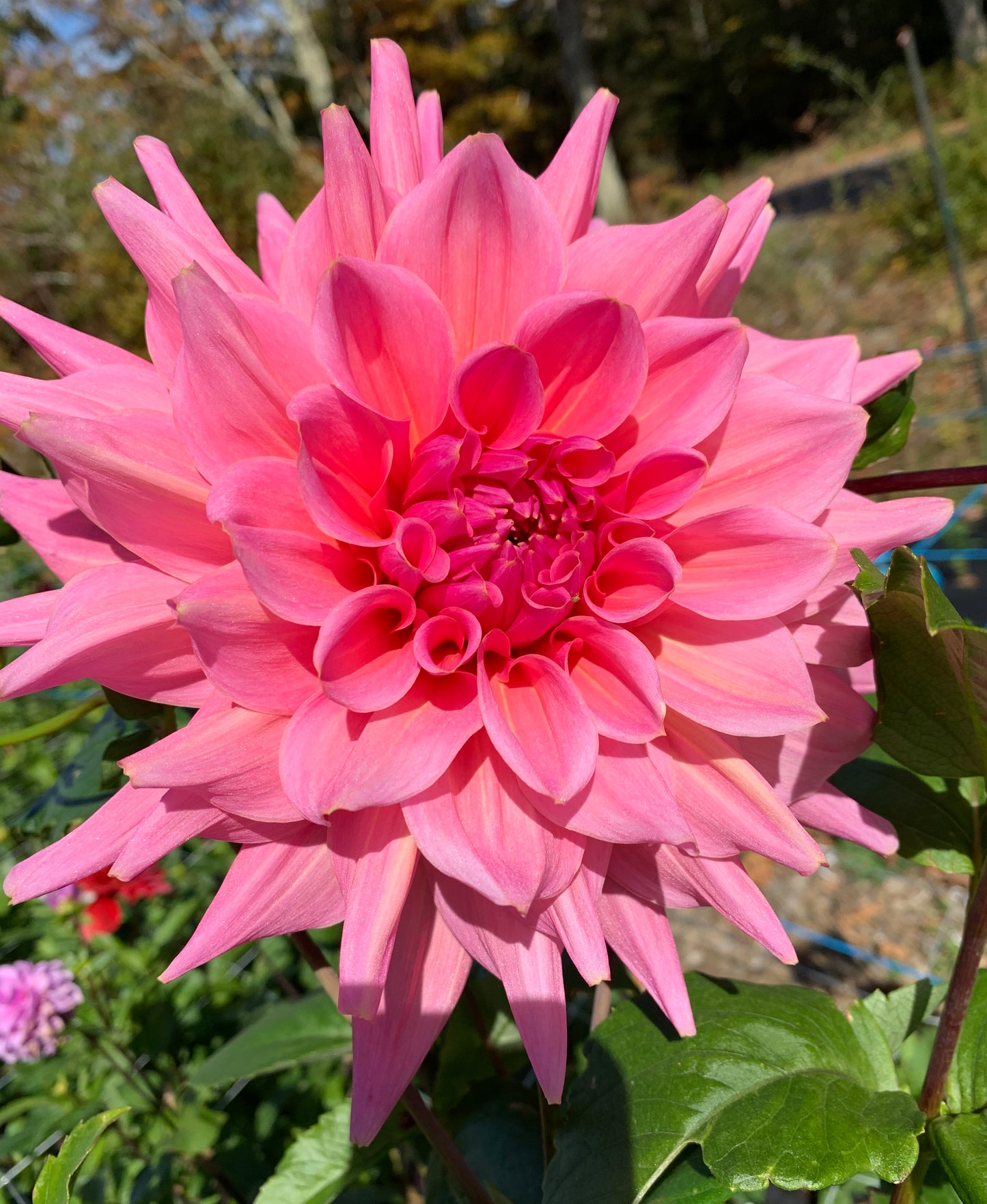 Café Au Lait Rose