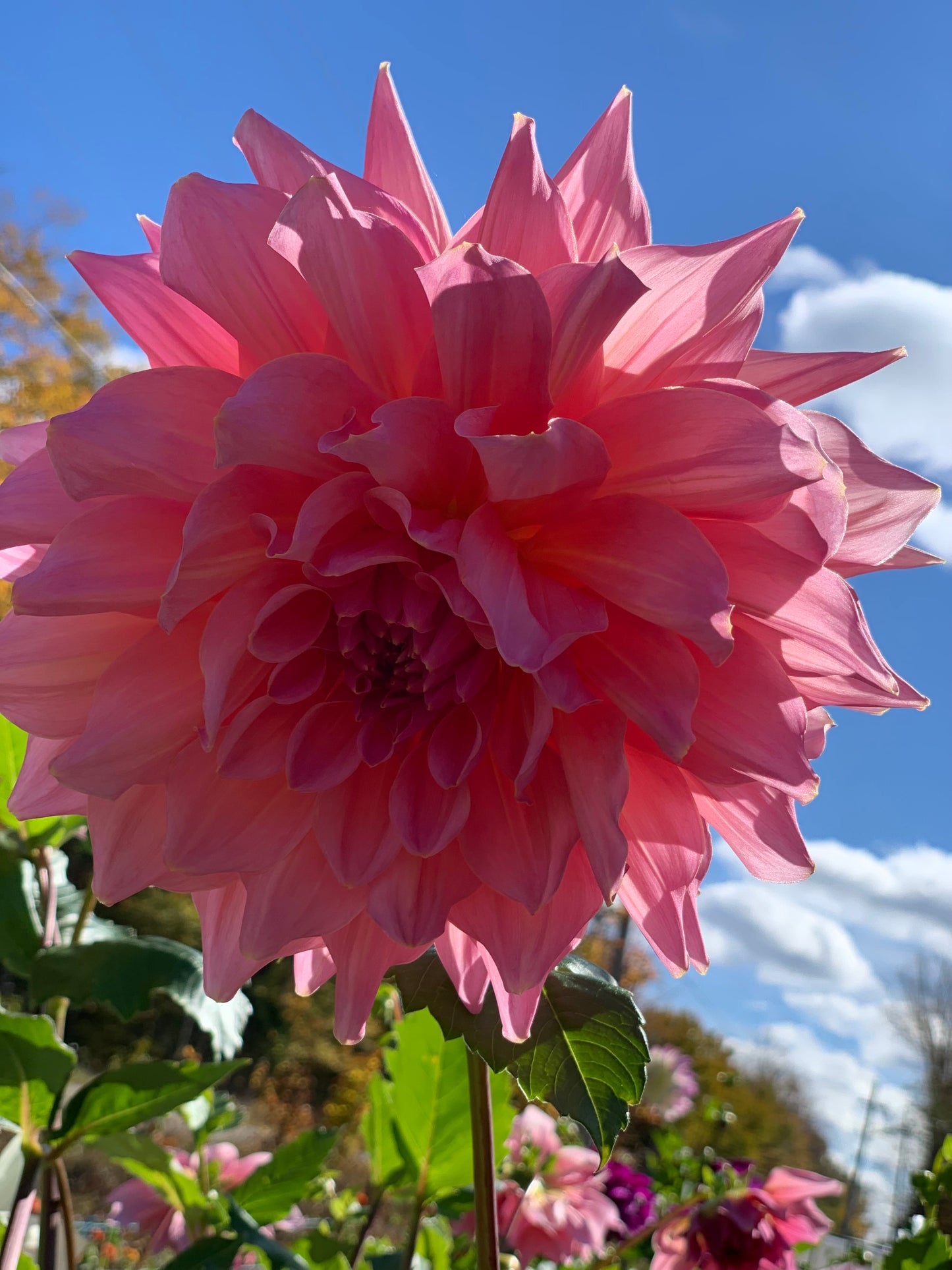 Café Au Lait Rose