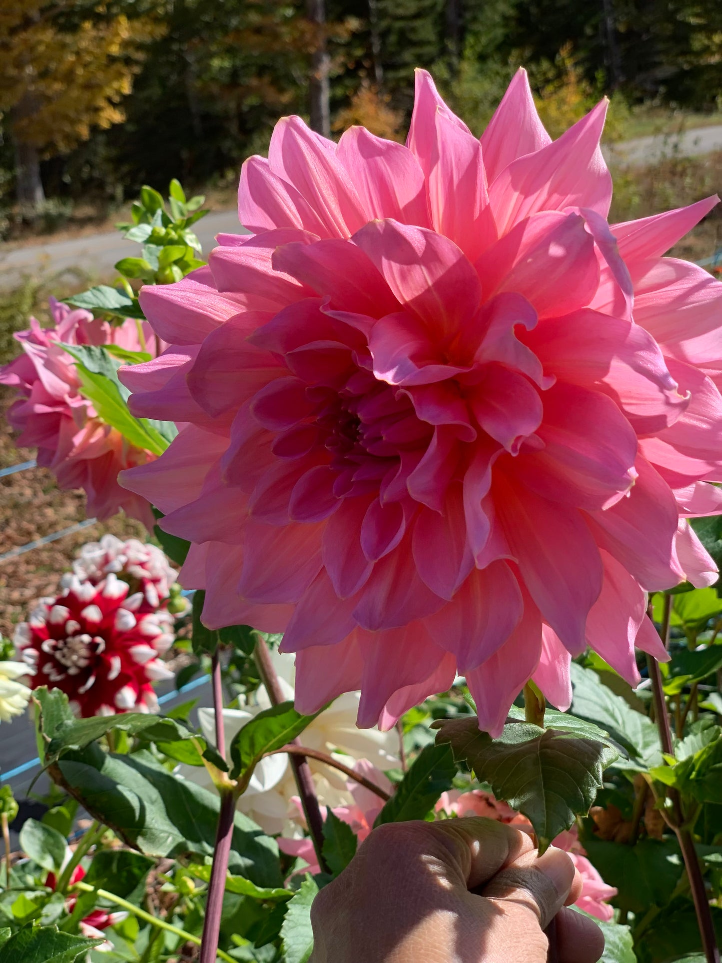 Café Au Lait Rose