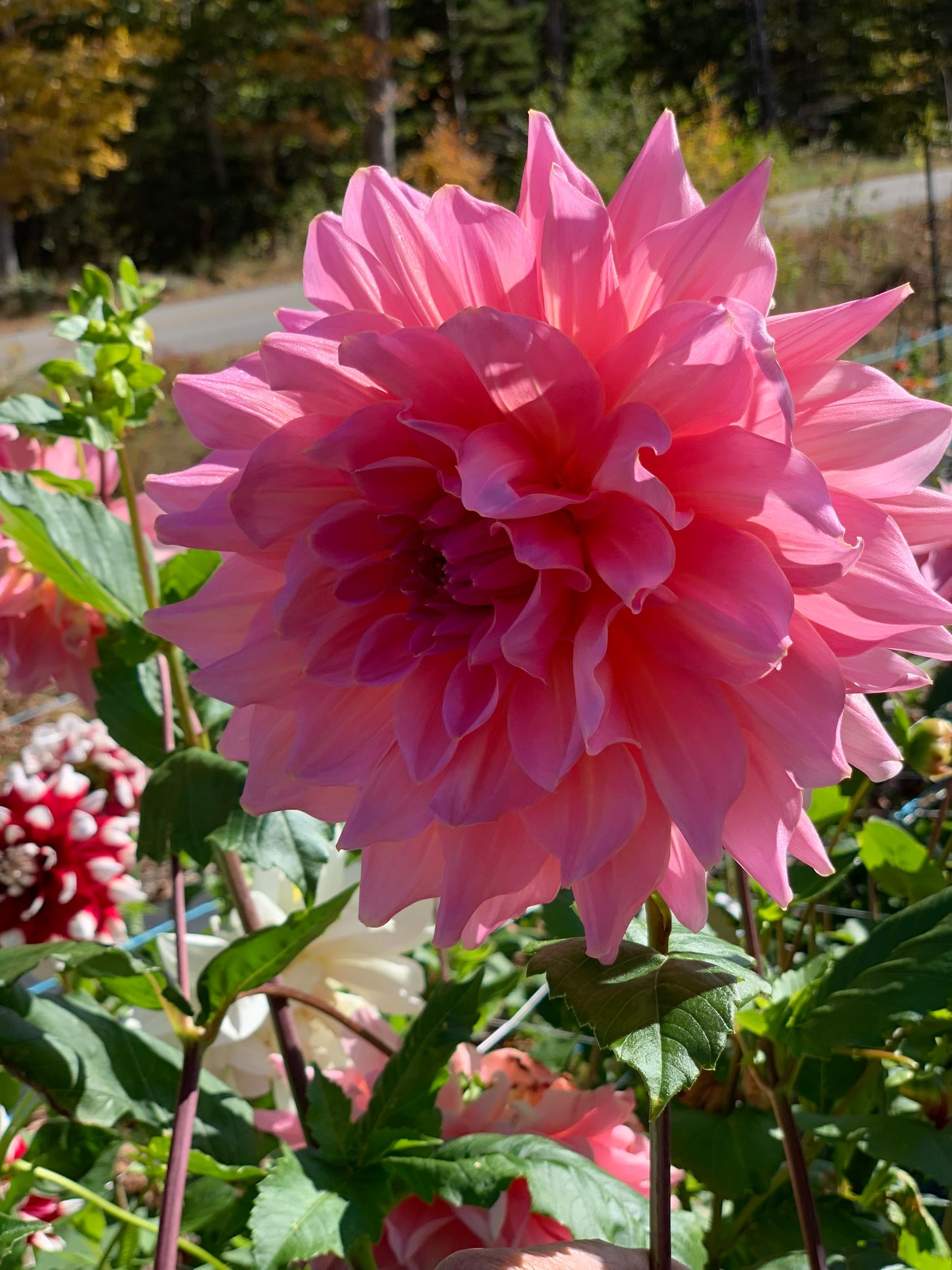 Café Au Lait Rose