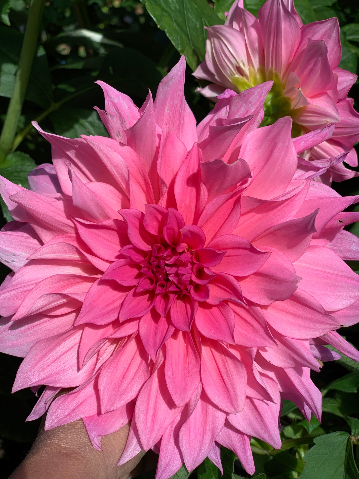 Café Au Lait Rose