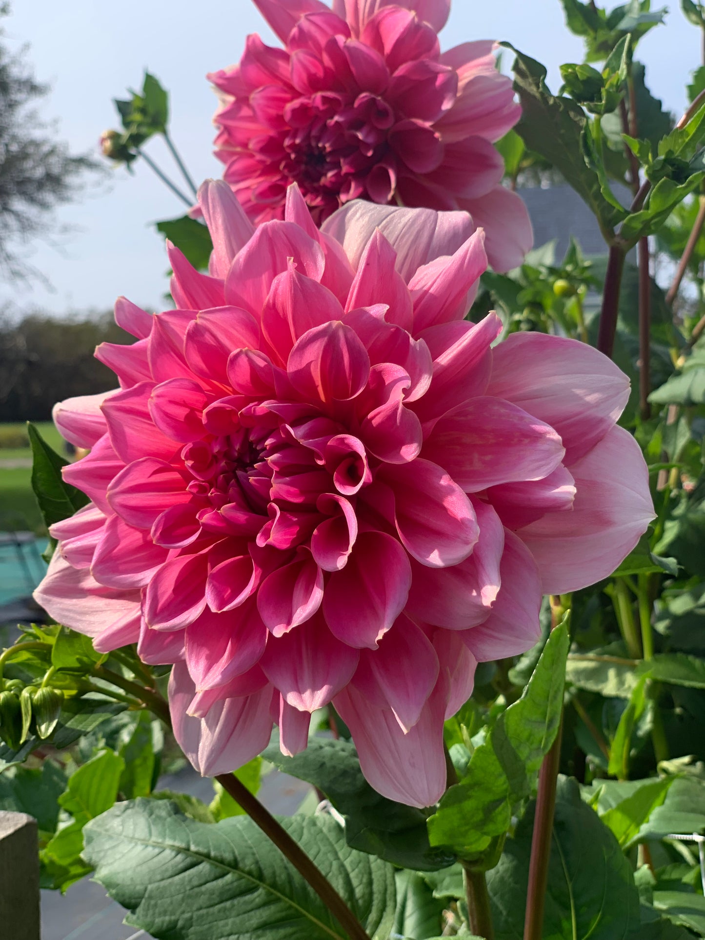 Café Au Lait Rose