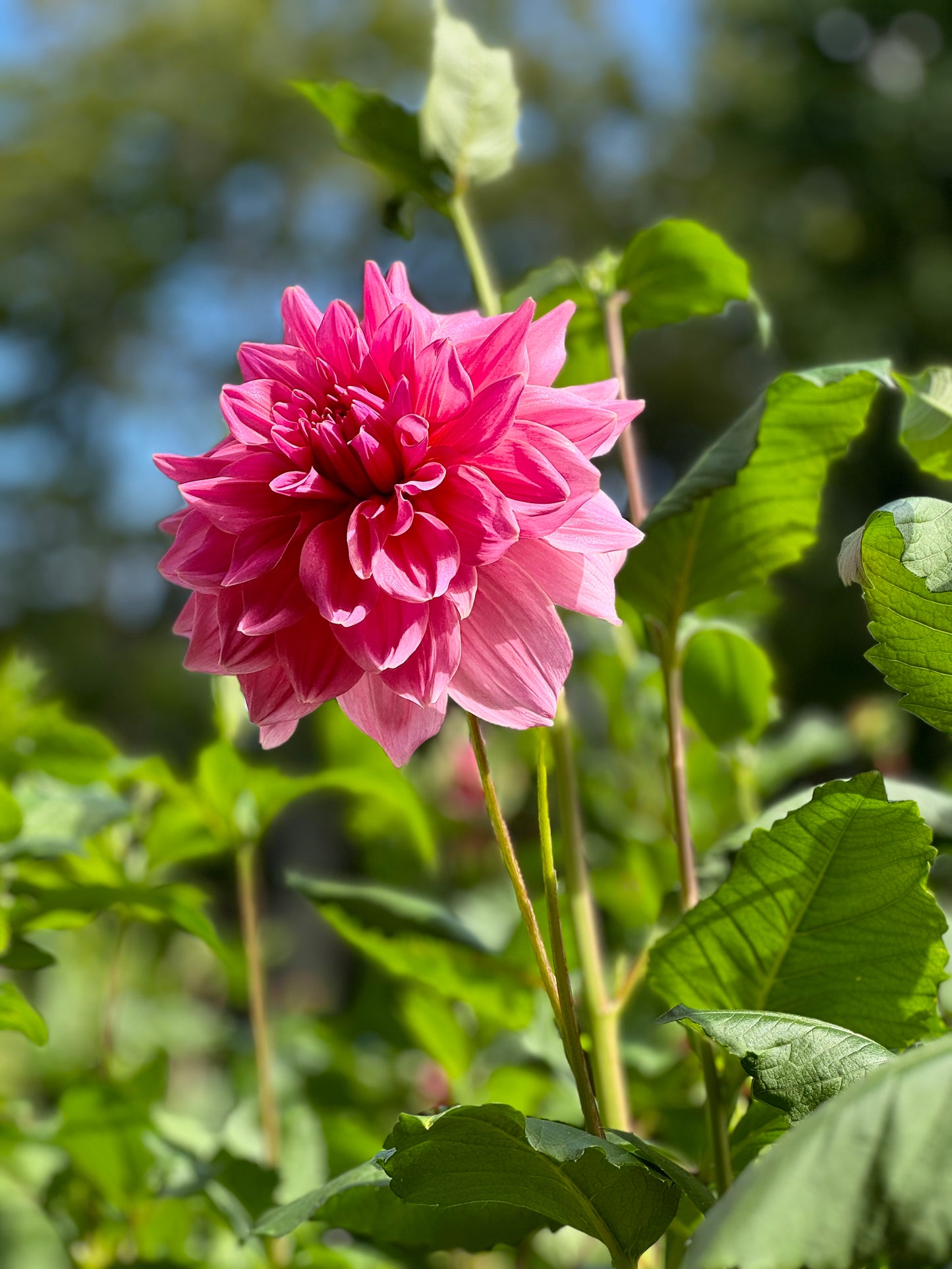 Café Au Lait Rose